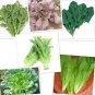 Fresh 8 Gram 3000+ Asian Autumn Greens Seeds Mix: Gai Choi Tong Ho Aa Choi Spinach Garden