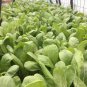 Fresh Usa 1 Oz 12 000+ Yu Choi Sum Seedsyou Cai Heirloom Non Gmo Garden