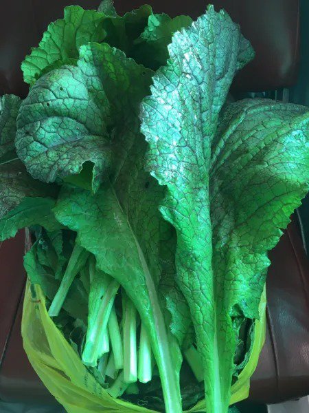 Fresh 3000+ 7G Heirloom Japanese Red Giant Mustard Green Seeds Karashina Garden