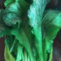Fresh 3000+ 7G Heirloom Japanese Red Giant Mustard Green Seeds Karashina Garden