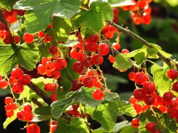 Fresh 30 Alpine Currant Bush Seeds For Planting Indian Cherry Ribes Alpinum Garden