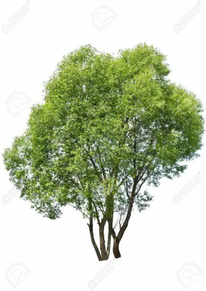 Fresh 24 Aussie Hybrid Salix Willow Tree Cuttings Fast Growing Privacy Shade Garden