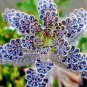 Fresh Mother Of Millions Live Starter Plant In 2 Inch Pot Kalanchoe Delagoensis Garden