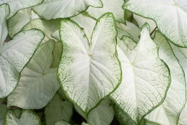 Fresh White Caladium Bulb For Planting Easy & Fast Growing Indoor Or Outdoor Plants Garden