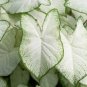 Fresh White Caladium Bulb For Planting Easy & Fast Growing Indoor Or Outdoor Plants Garden