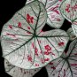Fresh Variegated Caladium Bulb For Planting Easy & Fast Growing Indoor Or Outdoor Garden