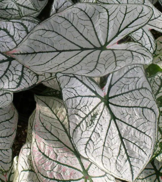 Fresh White Christmas Caladium Bulbs For Planting (10 Bulbs) Easy & Fast Growing Garden