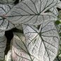 Fresh White Christmas Caladium Bulbs For Planting (10 Bulbs) Easy & Fast Growing Garden