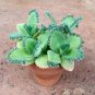 Fresh 4 Mother Of Thousands Live Plants Kalanchoe Daigremontiana Mexican Hat Plant Garden