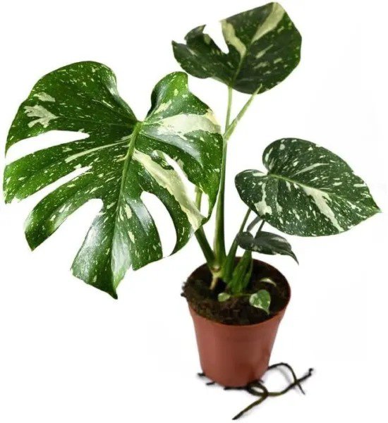Fresh Thai Constellation Monstera Live Plant In A 4 Inch Nursery Pot Monstera Garden