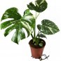 Fresh Thai Constellation Monstera Live Plant In A 4 Inch Nursery Pot Monstera Garden