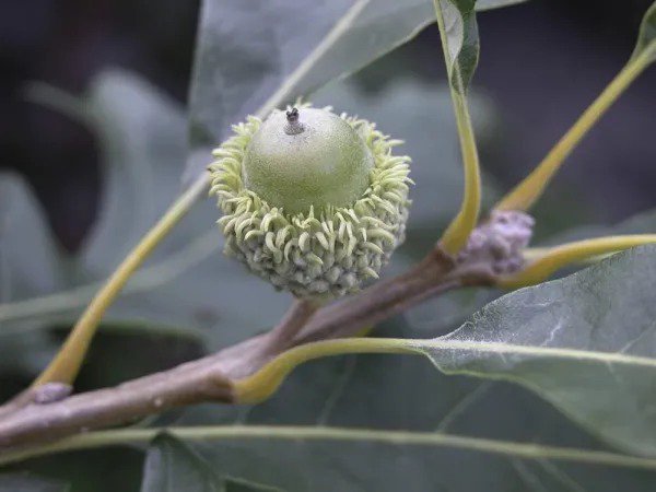 Fresh Bur Oak Tree Seeds For Planting 5 Big Healthy Seeds Bur Oak Garden