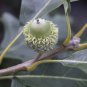 Fresh Bur Oak Tree Seeds For Planting 5 Big Healthy Seeds Bur Oak Garden