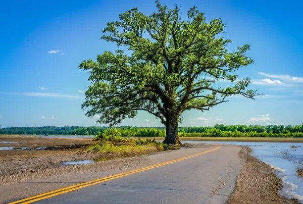 Fresh 2 Southern Bur Oak Tree Seeds For Planting Amazing And Exotic Fruit Tree Garden