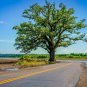 Fresh 2 Southern Bur Oak Tree Seeds For Planting Amazing And Exotic Fruit Tree Garden