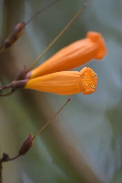 Fresh 5 Orange Tree Jasmine Seeds For Planting Mayodendron Igneum Golden Bells Garden