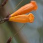 Fresh 5 Orange Tree Jasmine Seeds For Planting Mayodendron Igneum Golden Bells Garden