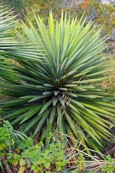Fresh 30 Spanish Dagger Yucca Seeds For Planting Yucca Treculeana Garden