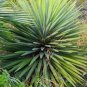 Fresh 30 Spanish Dagger Yucca Seeds For Planting Yucca Treculeana Garden