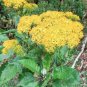 Fresh 30 Jessea Multivenia Seeds For Planting Exotic Tropical Shrub Garden