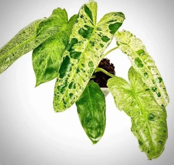 Fresh Variegated Philodendron Paraiso Verde Live Plant In A 4 Inch Nursery Pot Rare Garden
