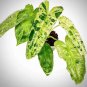 Fresh Variegated Philodendron Paraiso Verde Live Plant In A 4 Inch Nursery Pot Rare Garden