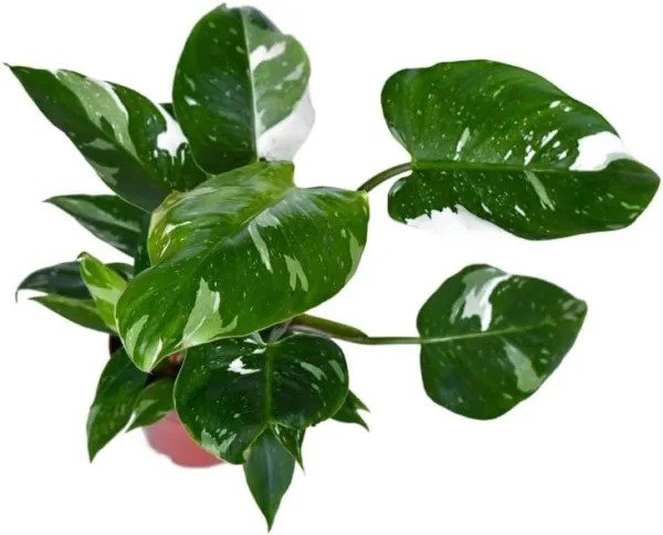 Fresh Variegated Philodendron White Princess Live Plant In A 4 Inch Nursery Pot Garden