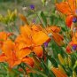 Fresh 2 Mauna Loa Daylily Roots For Planting Grow Beautiful Perennial Daylilys Garden