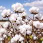 Fresh American Cotton Seeds For Planting Gossypium Hirsutum (50 Seeds) Garden