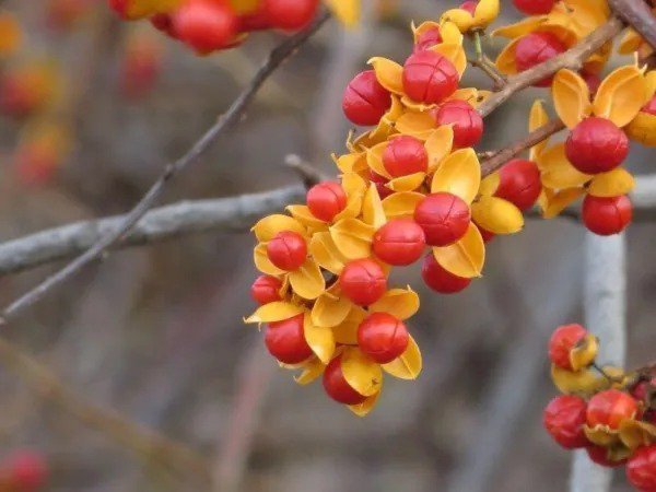 Fresh 20 American Bittersweet Vine Seeds Celastrus Scandens Tree Seeds Garden