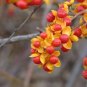 Fresh 20 American Bittersweet Vine Seeds Celastrus Scandens Tree Seeds Garden