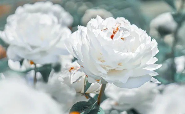 Fresh White Peony Roots For Planting Beautiful Perennial Flowers (2 Peony Plants) Garden