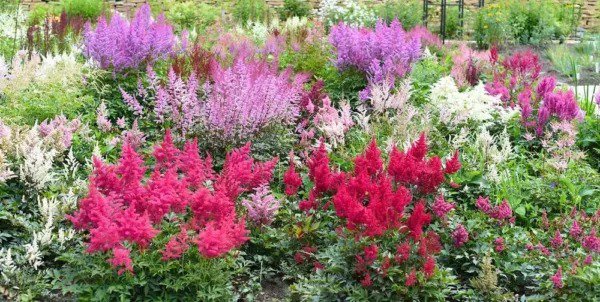 Fresh Astilbe Lilac Flower Bulbs For Planting 1 Bulb Garden