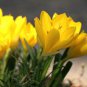 Fresh Rare Sternbergia Flower Bulbs For Planting 5 Bulbs (Autumn Daffodil) Garden