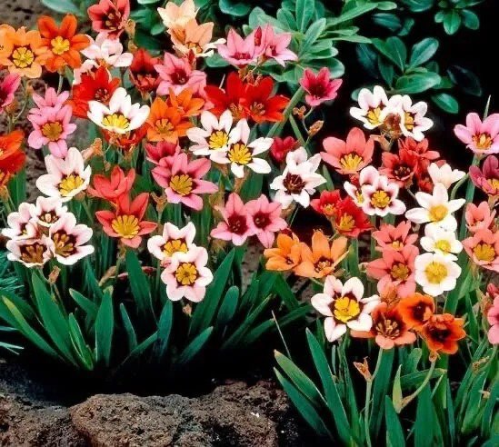 Fresh Mixed Color Sparaxis Flower Bulbs For Planting (10 Bulbs) Harlequin Flower Garden