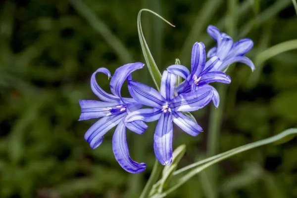 Fresh Lavender Mountain Lily Bulbs For Planting (10 Bulbs) Ixiolirion Tataricum Garden