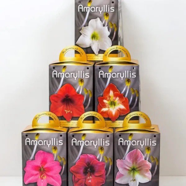Fresh Amaryllis Grow Kit Pre Potted Amaryllis Bulb Gift Box Live Plant ...