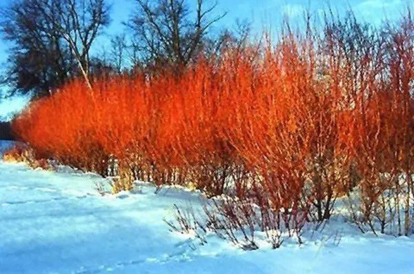 Fresh One Flame Willow Tree Vibrant Orange And Red Colored Bark Unique And Rare Ex Garden