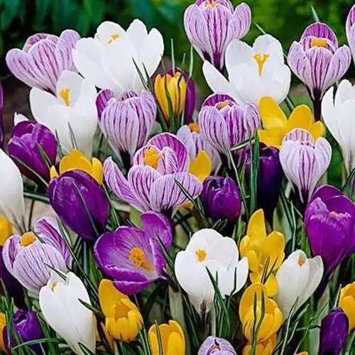 Fresh 20 Jumbo Crocus Mixture Bulbs Fall Planting Garden
