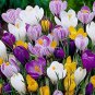 Fresh 20 Jumbo Crocus Mixture Bulbs Fall Planting Garden