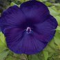 Fresh 10+ Dinnerplate Hibiscus Perennial Flower Seed/ / Huge 10 12 Inch Fl Garden