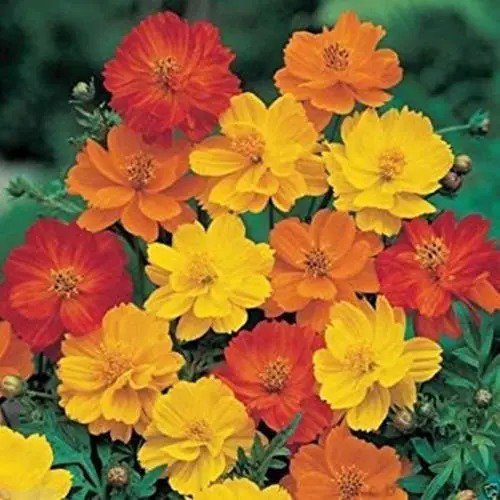 Fresh 1000 Cosmos Sulphureus Seeds Bright Lights Mix Yellow/Orange/Red Garden