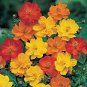 Fresh 1000 Cosmos Sulphureus Seeds Bright Lights Mix Yellow/Orange/Red Garden