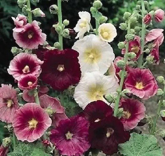 Fresh Morebargins_Com 50 Seeds Hollyhock Indian Spring Holly Hock Seeds (Perennial) Garden