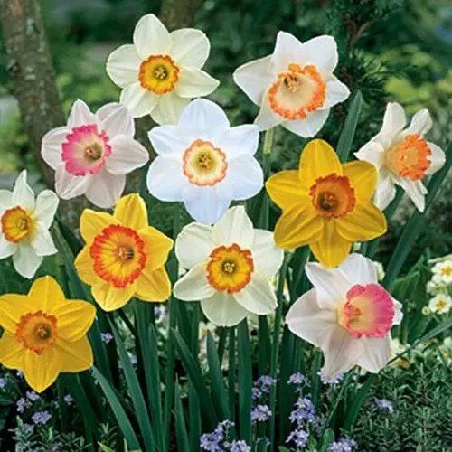 Fresh Large Cupped Daffodil Bulbs Sunshine Mix Garden