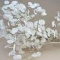 Fresh Seedville 100 Lunaria Biennis (Money Plant / Silver Dollar / Honesty / Moonwort) Garden