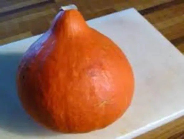 Fresh Japanese Heirloom Red Kuri Hokkaido Squash Seed By Stonysoil Seed Company.25 Cer Garden