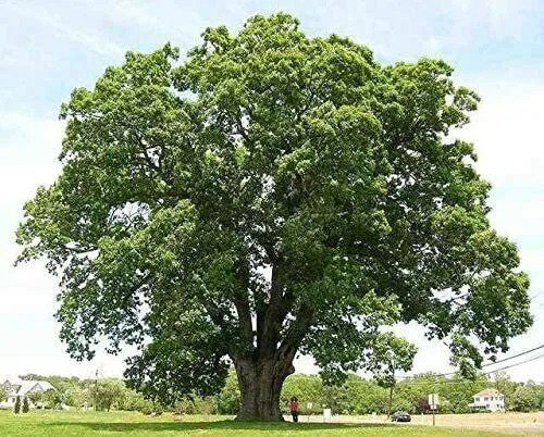 Fresh 6 Black Willow Tree Cuttings Beautiful Shade And Privacy Tree Garden