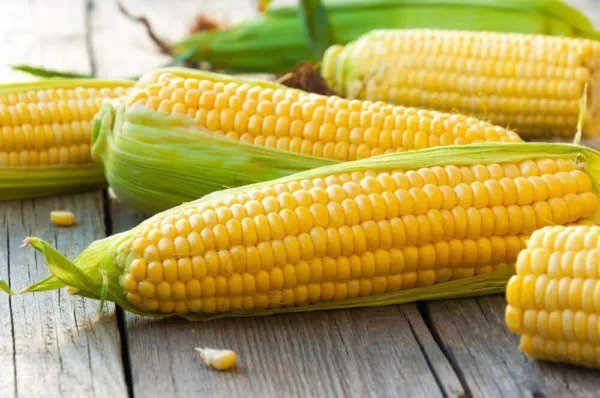 Fresh 100 Yellow Sweet Corn Seeds For Planting Hybrid "Incredible Corn" Garden