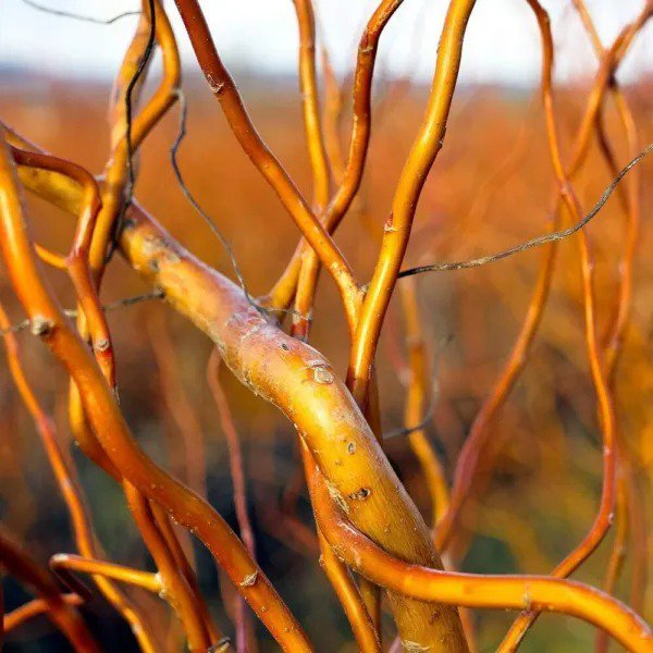 Fresh 8 Kelli'S Curly Corkscrew Tree Cuttings To Grow Curly Corkscrew Willow Trees Garden